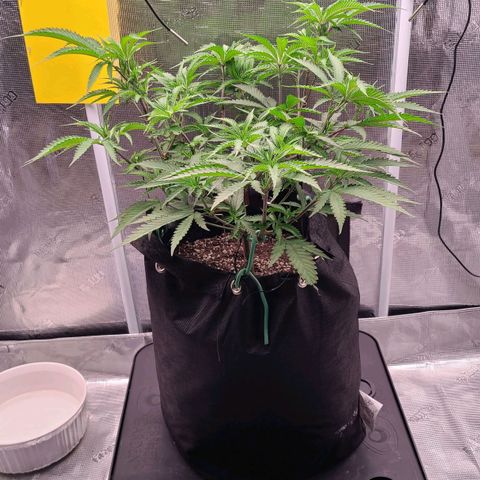 Electrify growlog timeline photo