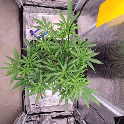 Electrify growlog timeline photo