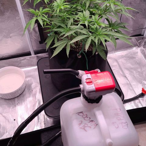 Electrify growlog photo: Feeding @1000ppm 2EC 