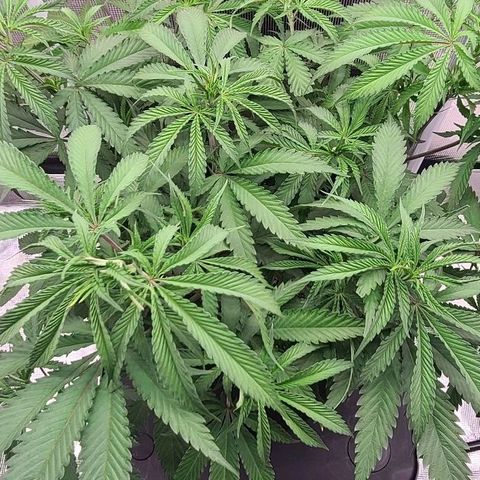 Electrify growlog timeline photo