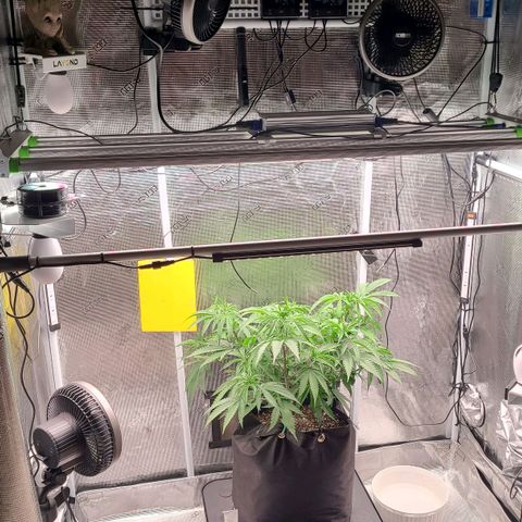 Electrify growlog timeline photo
