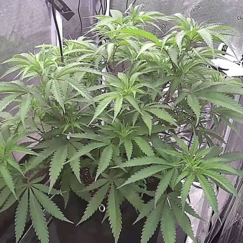 Electrify growlog timeline photo