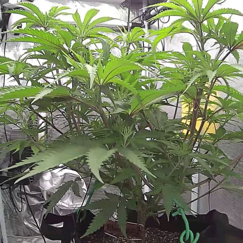 Electrify growlog timeline photo