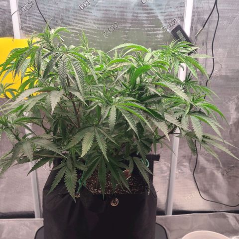 Electrify growlog timeline photo