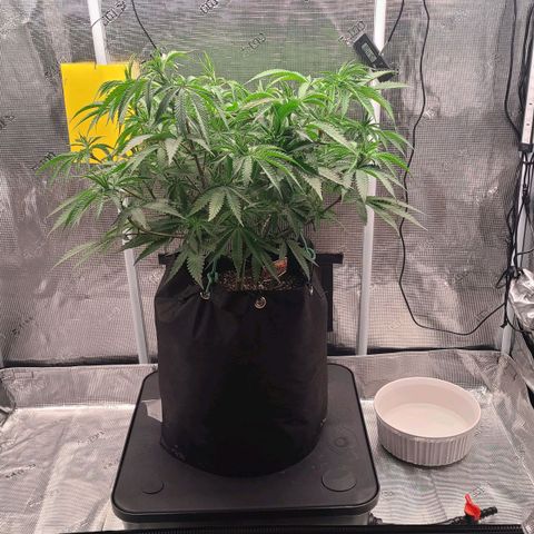 Electrify growlog timeline photo