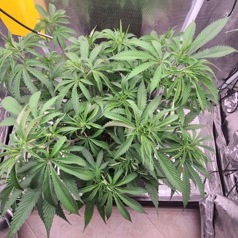 Electrify growlog timeline photo