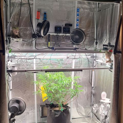 Electrify growlog timeline photo