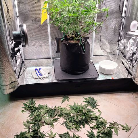 Electrify growlog timeline photo