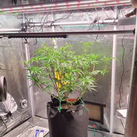 Electrify growlog timeline photo