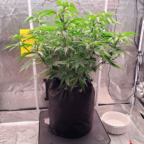 Electrify growlog timeline photo