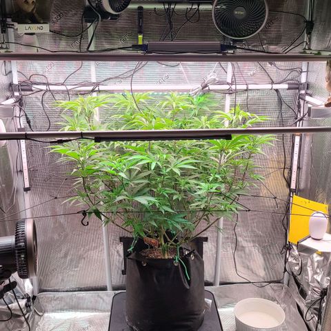 Electrify growlog timeline photo