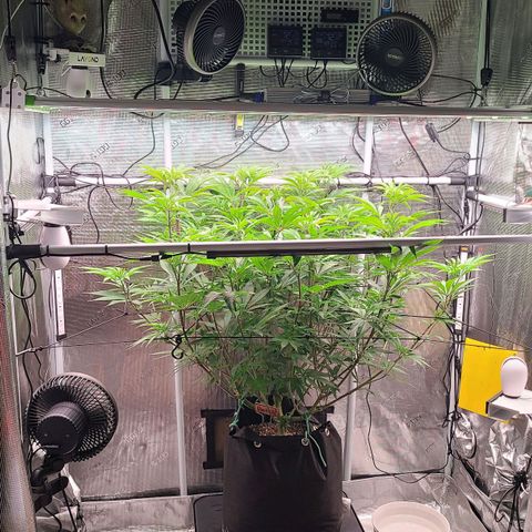 Electrify growlog timeline photo