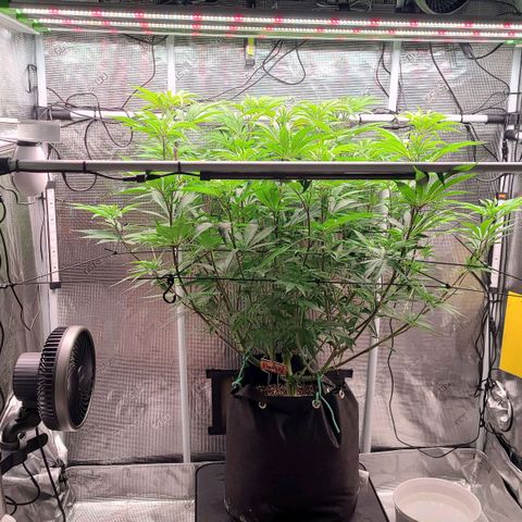 Electrify growlog timeline photo