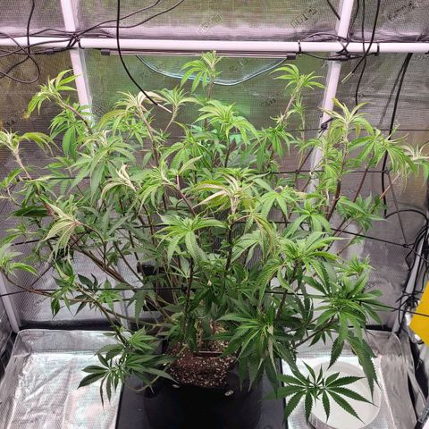 Electrify growlog photo: Water and nutes. Defoliation