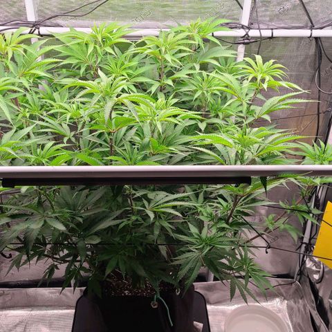 Electrify growlog photo: Water and nutes. Defoliation