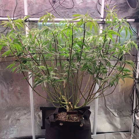 Electrify growlog photo: Water and nutes. Defoliation