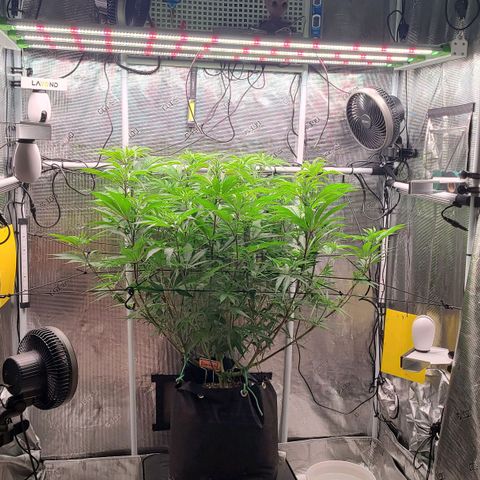 Electrify growlog photo: Water and nutes. Defoliation