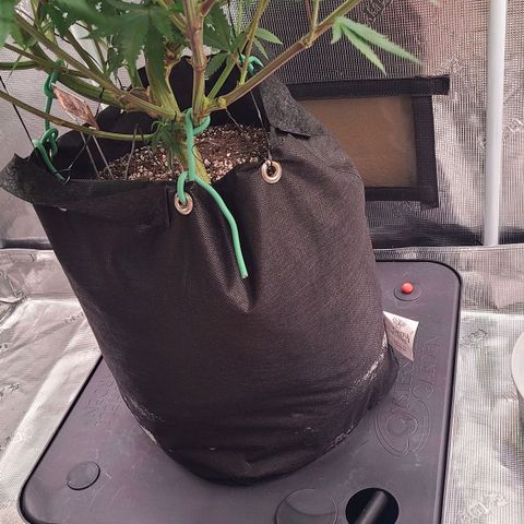 Electrify growlog photo: Water and nutes. Defoliation