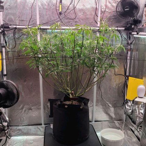 Electrify growlog photo: Water and nutes. Defoliation