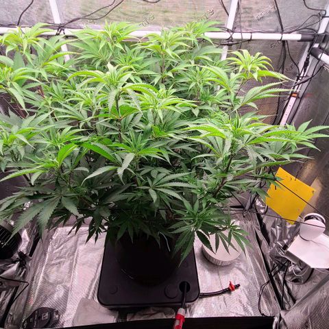 Electrify growlog photo: Water and nutes. Defoliation