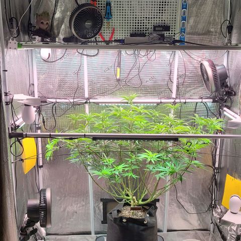 Electrify growlog timeline photo