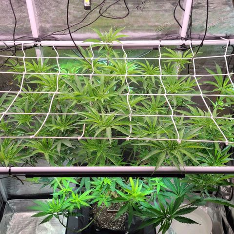 Electrify growlog photo: Flower Day 1