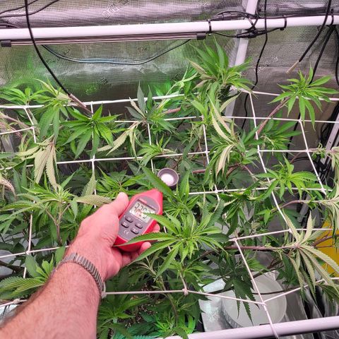 Electrify growlog photo: Flower Day 1