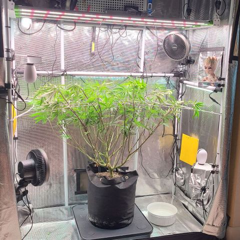 Electrify growlog photo: Flower Day 1