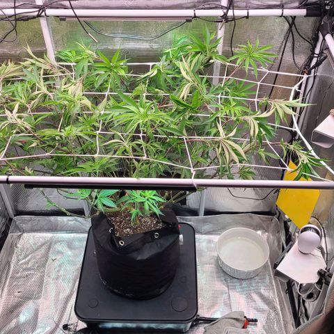 Electrify growlog photo: Flower Day 1
