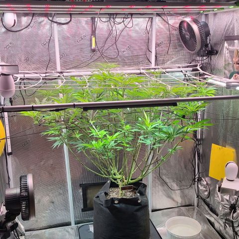 Electrify growlog photo: Flower Day 1