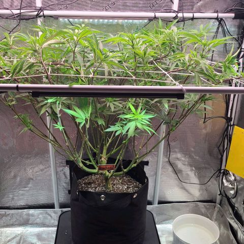 Electrify growlog timeline photo