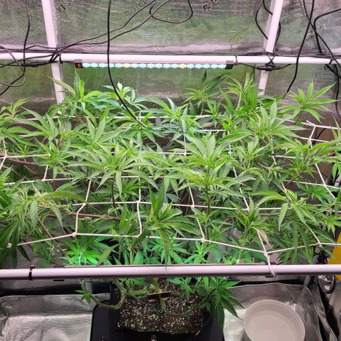 Electrify growlog timeline photo