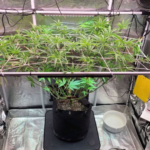 Electrify growlog timeline photo
