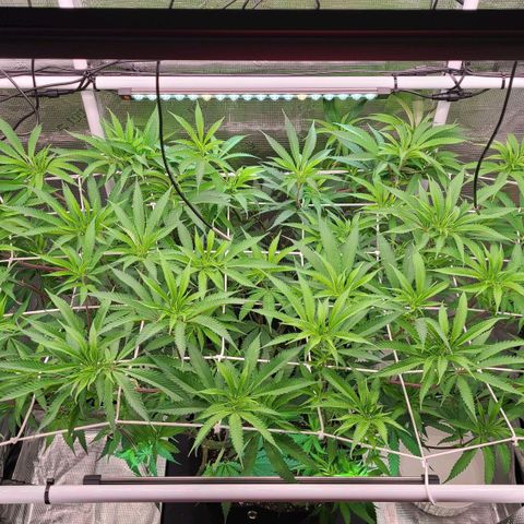 Electrify growlog timeline photo
