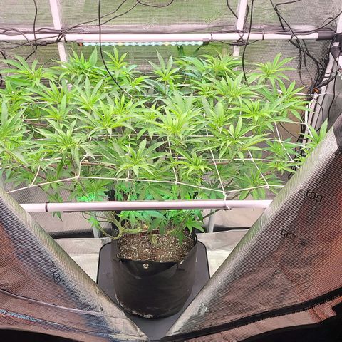 Electrify growlog timeline photo