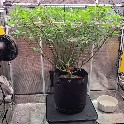 Electrify growlog timeline photo