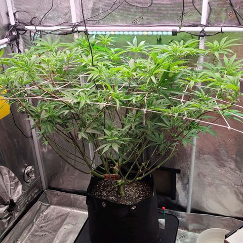 Electrify growlog timeline photo
