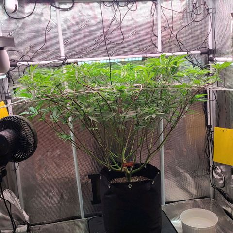 Electrify growlog timeline photo