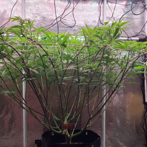 Electrify growlog timeline photo