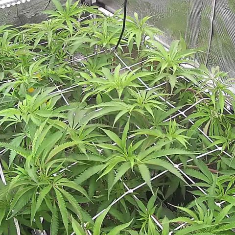 Electrify growlog timeline photo