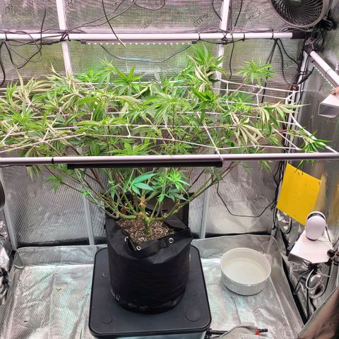 Electrify growlog timeline photo