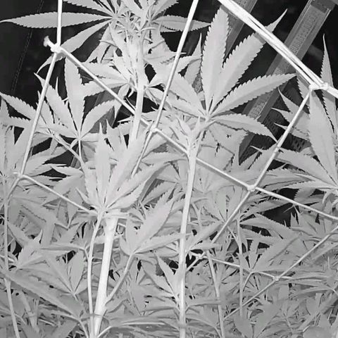 Electrify growlog timeline photo