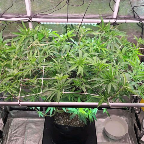 Electrify growlog timeline photo