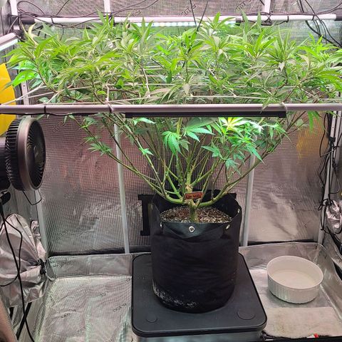 Electrify growlog timeline photo