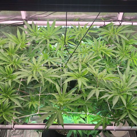 Electrify growlog timeline photo