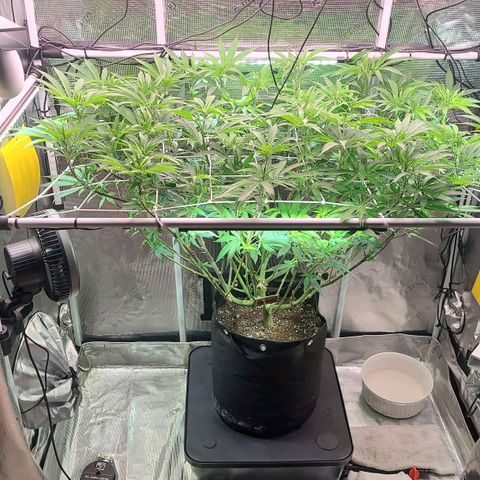 Electrify growlog timeline photo
