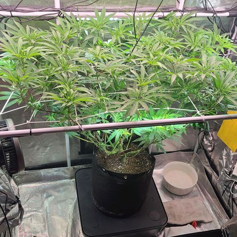 Electrify growlog timeline photo