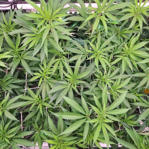 Electrify growlog timeline photo