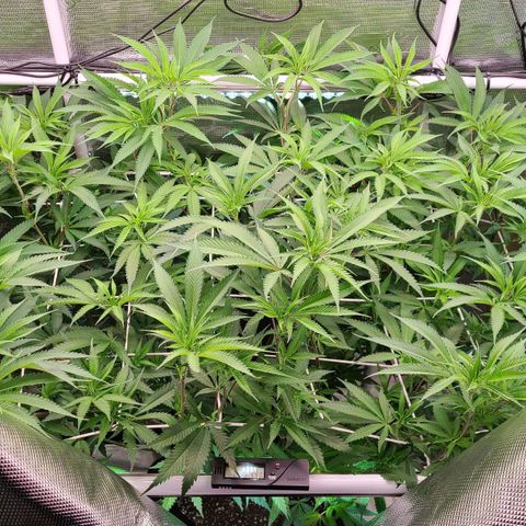 Electrify growlog timeline photo
