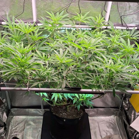 Electrify growlog timeline photo